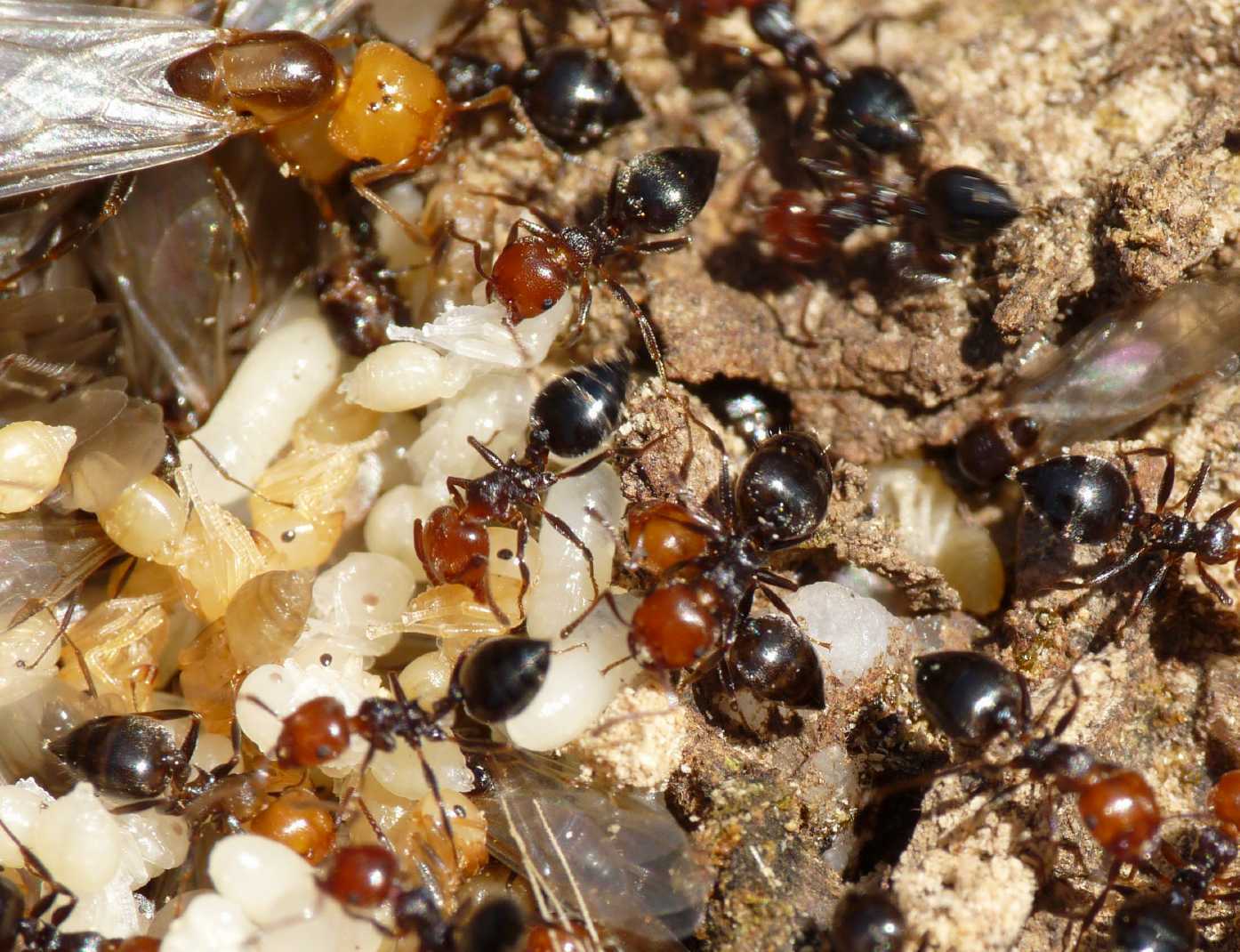 Crematogaster scutellaris